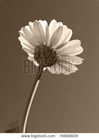 Blume Chrysantheme