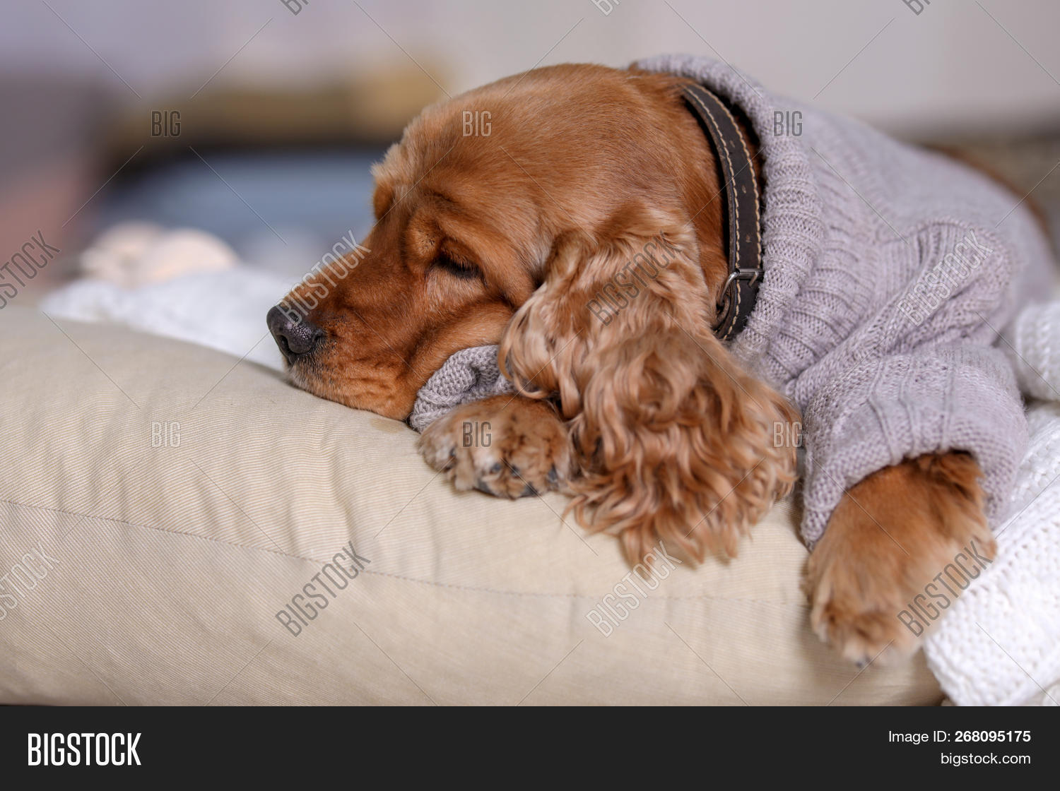 cocker spaniel sweater