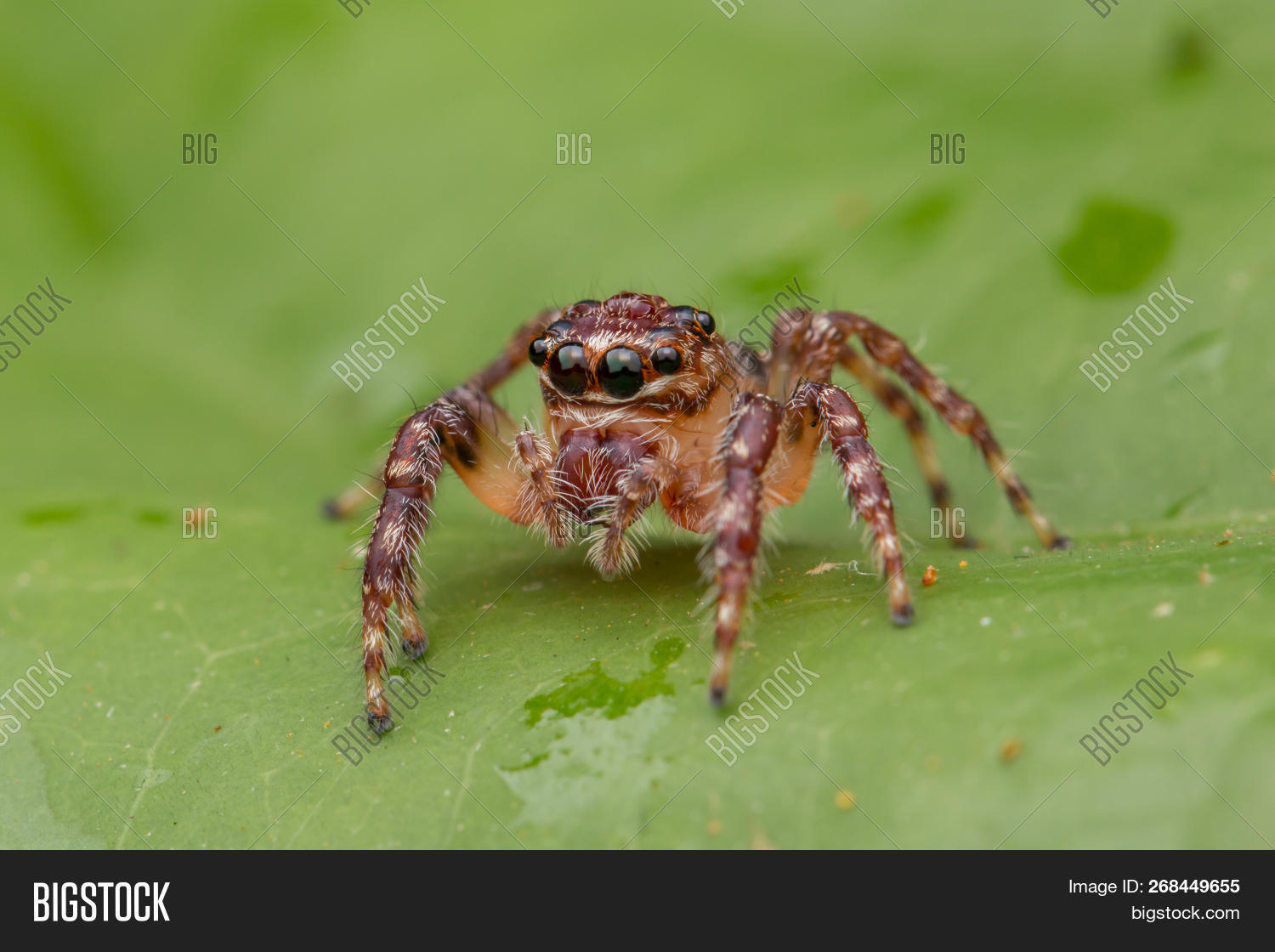 Nice Spider Beautiful Jumping Image & Photo (Free Trial) | Bigstock