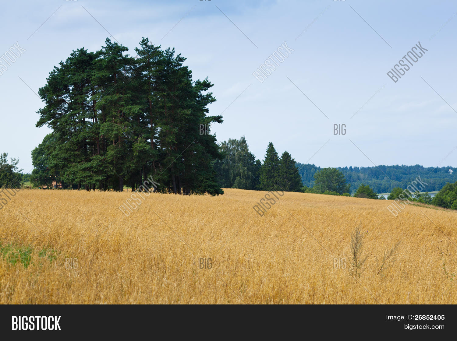 Perfect Tree Idyllic Image & Photo (Free Trial) | Bigstock