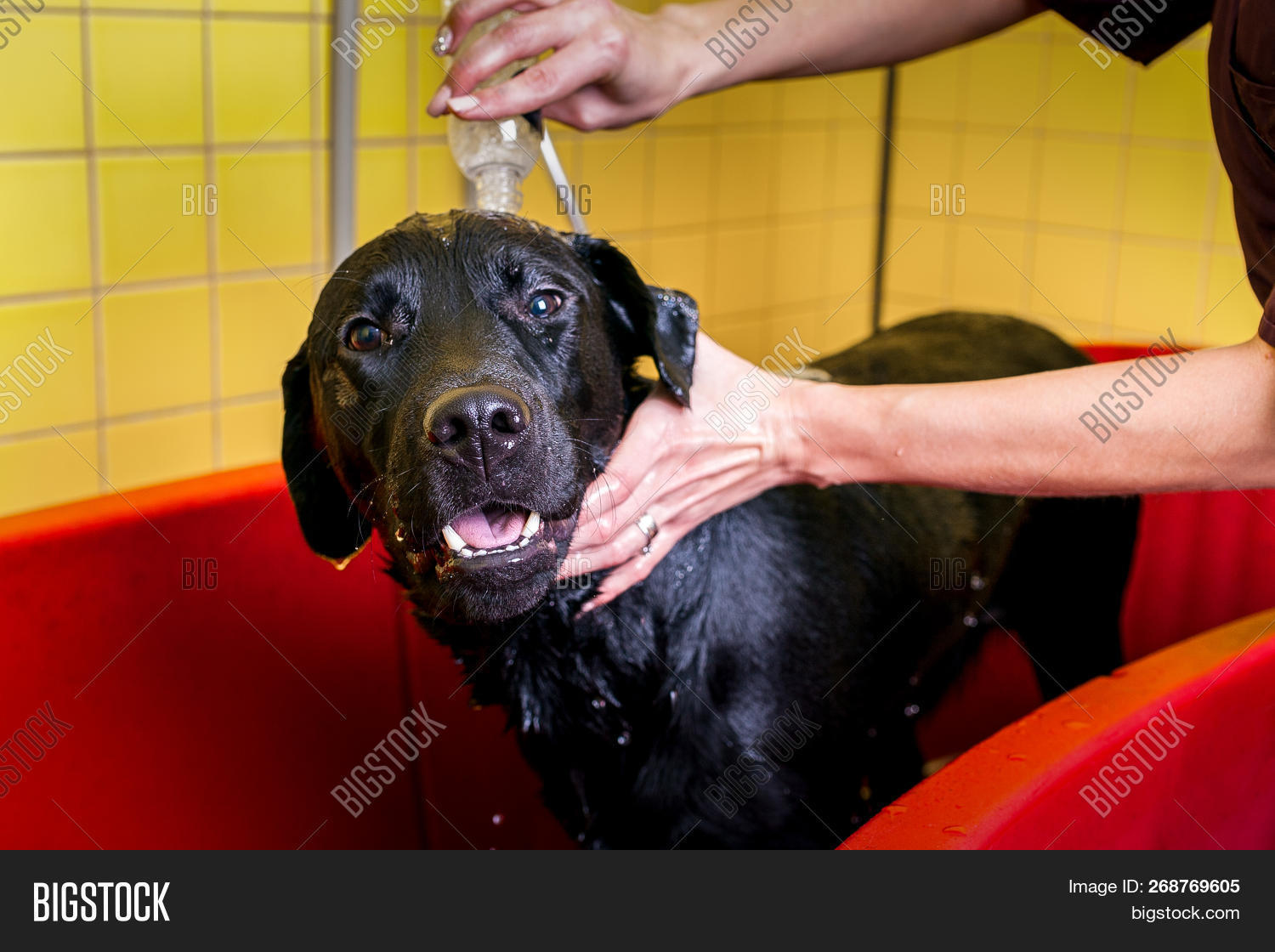 Bathing Black Labrador Image & Photo (Free Trial) Bigstock