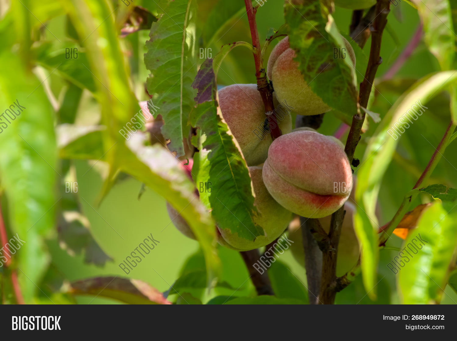 Peaches On Tree Branch Image & Photo (Free Trial) Bigstock