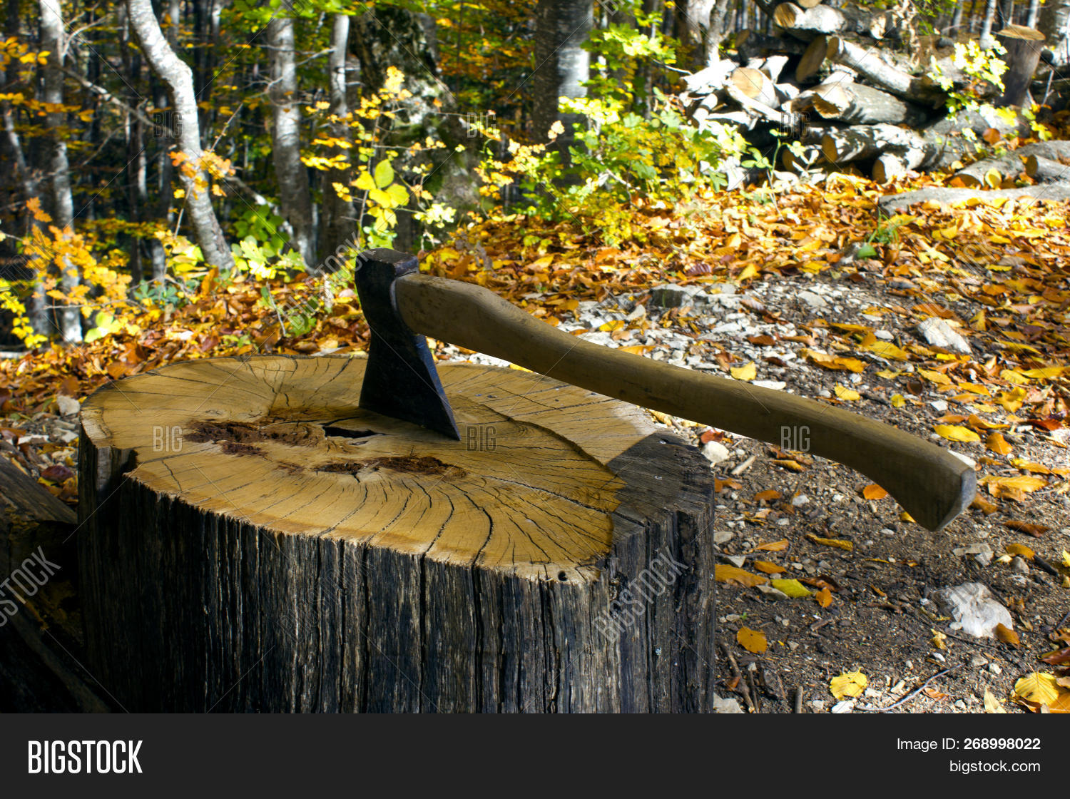 Camping. Ax Stump Image & Photo (Free Trial) Bigstock