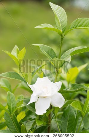 Close Up Of White Cape Jasmine Or Gardenia Jasmine Flower ( Gardenia Augusta (l.) Merr. ) Beautiful 