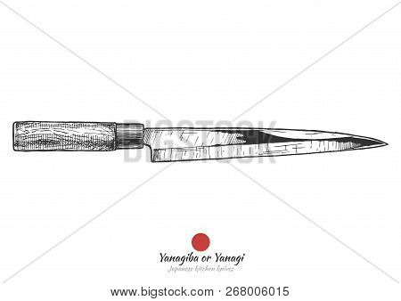 Yanagiba (literally Willow Blade) Or Shobu, Yanagi, Traditional Japanese Kitchen Knife. Vector Hand 