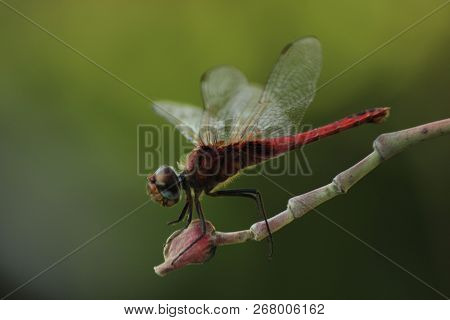 Hewan Yang Mirip Dengan Helikopter Dan Mata Yang Tajam