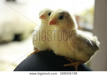 Ayam Yang Duduk Berdua Dengan Saudaranya Dan Menikmati Keadaan