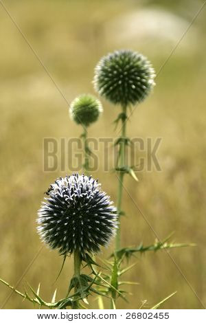 Close-up shot van stekelige plant en een bee