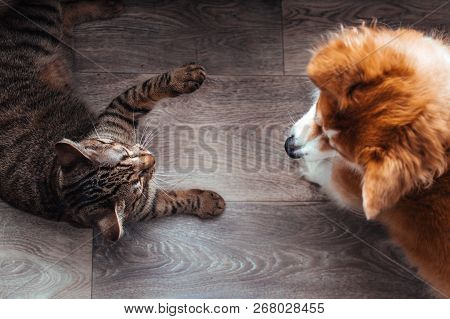 Cat And Dog Play Together. Cat And Dog In The Apartment. Close-up