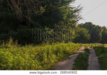 Path Through Green Forest And Little River Near. Places For Walk On The Fresh Air In Summer