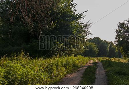 Path Through Green Forest And Little River Near. Places For Walk On The Fresh Air In Summer