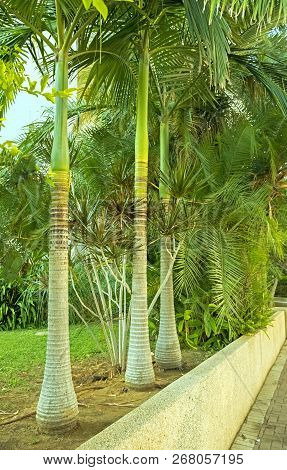 Royal Palm In A Corner Of A Tropical Garden In The City Of Holon Israel.