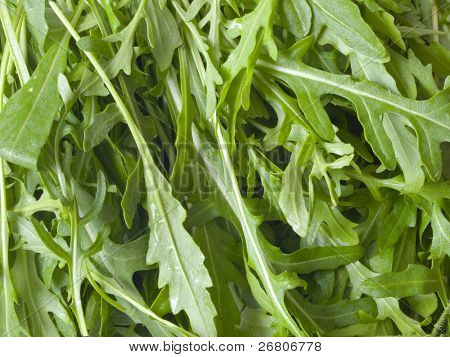 Rucola Salat
