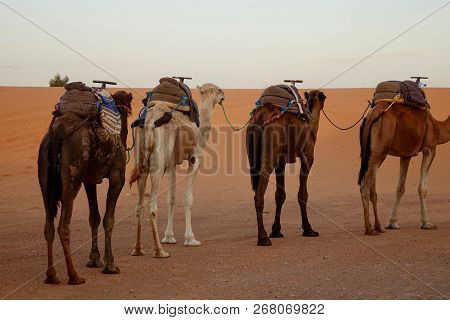 The Camels Caravan In The Sahara Desert Close Up.