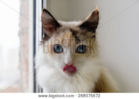 Portrait Of Adorable Tortoiseshell Fluffy Cat With Blue Eyes And Stuck Out Tongue.