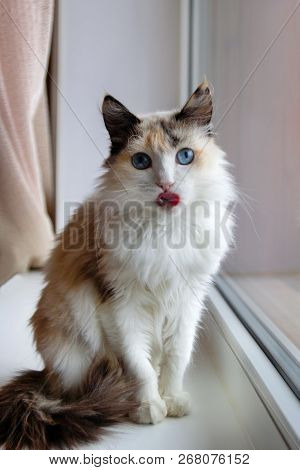 Portrait Of Adorable Tortoiseshell Fluffy Cat With Blue Eyes Stuck Out Tongue Sitting Near To A Wind
