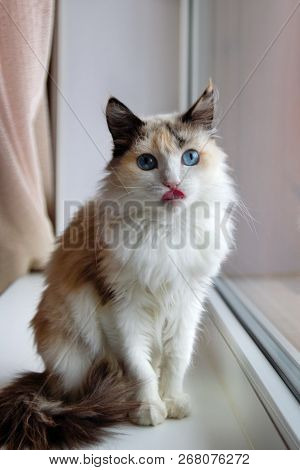 Portrait Of Adorable Tortoiseshell Fluffy Cat With Blue Eyes Stuck Out Tongue Sitting Near To A Wind