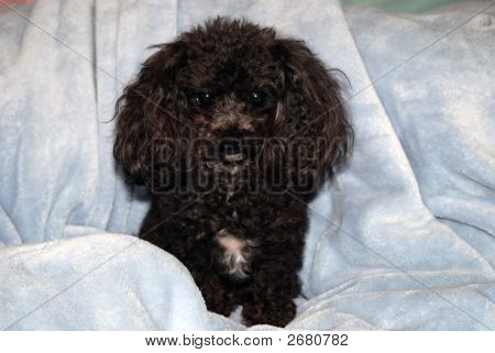 Pose de poodle