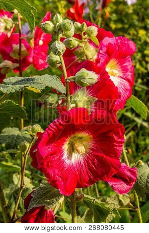 Pink Mallow. A Branch Of Pink Mallow. Buds Of Pink Mallow In The Summer.