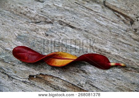 Curled And Twisted Red And Yellow Leaf On A Slate Stone Background
