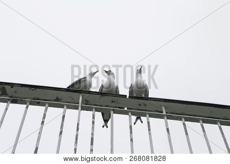 Three Birds Outdoors. Birds, Sea, Travel  And Natural Concept. Three Seaguls Sittind On The Bridge.