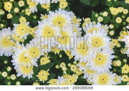 White Chrysanthemum Flower With Yellow On Center,