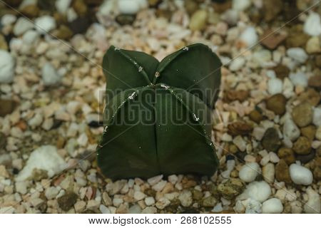 Astrophytum Ornatum In Nature On The Ground.