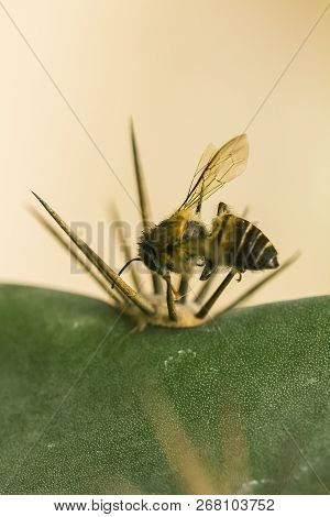 The Bee Dies With A Pointed Spike.