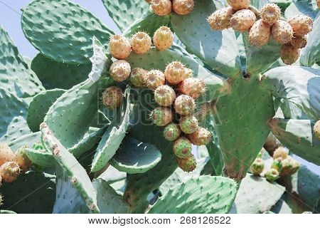 Prickly Pear Cactus With Fruits Also Known As Opuntia, Ficus-indica, Indian Fig Opuntia On The Stree