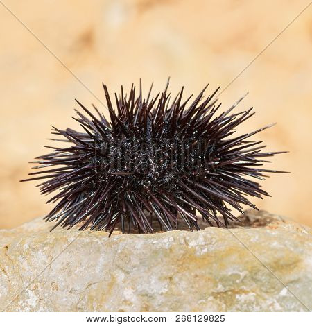 Sea Urchin, Black Echinoidea, On A Stone