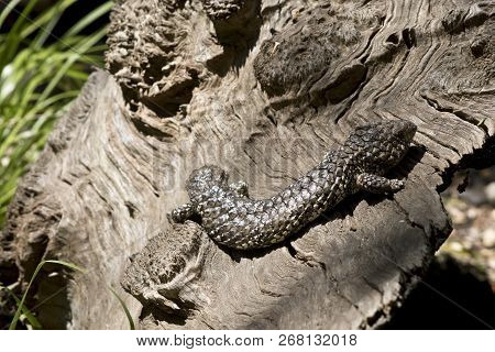 The Shingle Back Lizard Is Hiding In Plain Sight It Uses Its Natural Camouflage To Protect Itself Fr