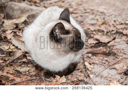 Siamese Cat Of Large Size On An Autumn Background For Design