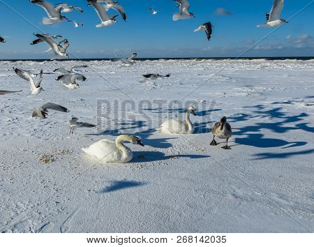 Freezing On The Ice Of The Riga Bay Swans In The Winter Of 2018.
