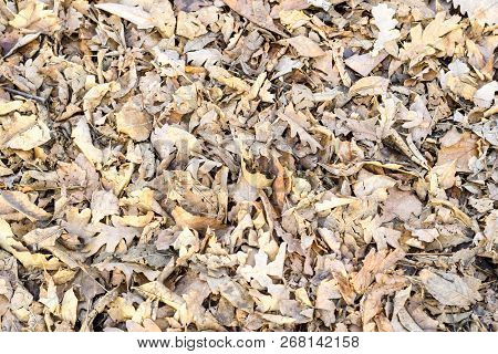 Carpet Of Oak Leaves. Autumn Leaf Fall Of Oak Leaves.