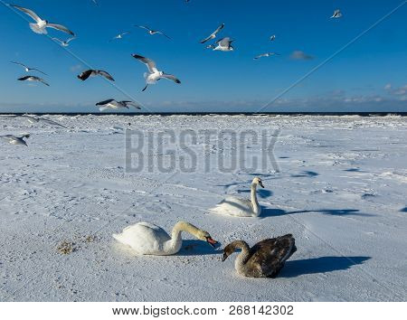 Freezing On The Ice Of The Riga Bay Swans In The Winter Of 2018.