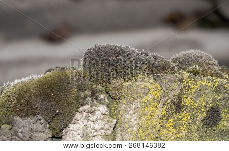 Green Moss Close Up For Design Background