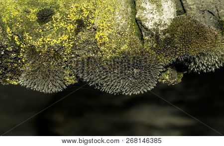 Green moss close up for design background
