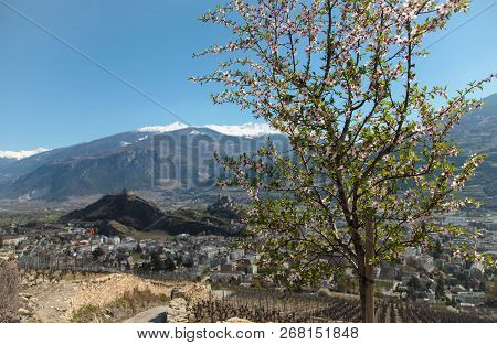 Blooming Cherry Tree In Sion, Switzerland. Spring Time