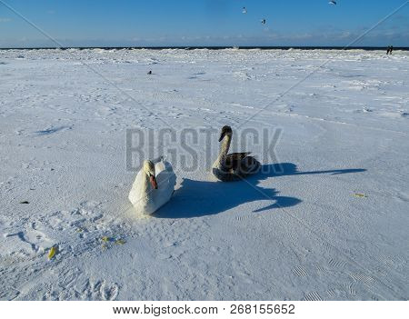 Freezing On The Ice Of The Riga Bay Swans In The Winter Of 2018.