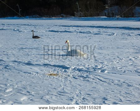 Freezing On The Ice Of The Riga Bay Swans In The Winter Of 2018.