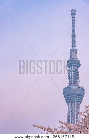 Tokyo, Japan - March 29, 2018: Tokyo Skytree Tower With Cherry Blossoms In Full Bloom At Sumida Park