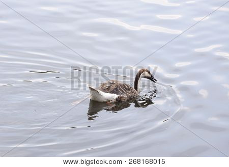 Mallard Duck Swimming On A Water In Park