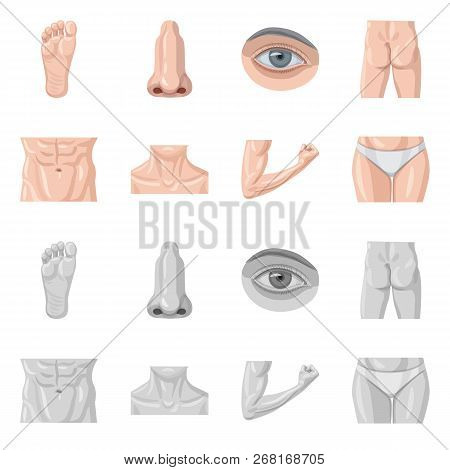 Isolated Object Of Human And Part Symbol. Set Of Human And Woman Stock Vector Illustration.