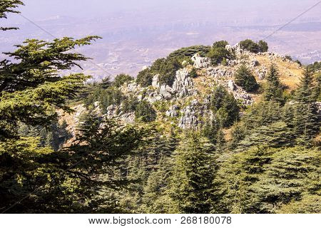 Cedar Forest In Lebanon. The Mountains Of Lebanon Are Covered With Thick Cedar Forests. Cedar Is The