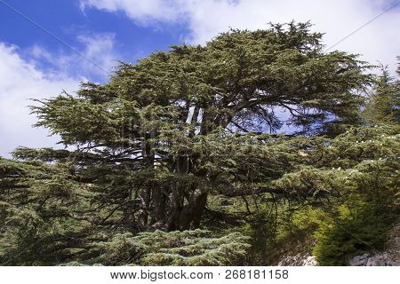 Cedar Forest In Lebanon. The Mountains Of Lebanon Are Covered With Thick Cedar Forests. Cedar Is The