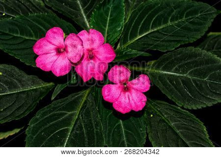 Pink Flowers And Green Leaves Of New Guinea Impatiens Or Impatiens Hawkeri.