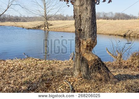 Close View Of Tree By A Lake With Severe Beaver Damage, Winter, Horizontal Aspect
