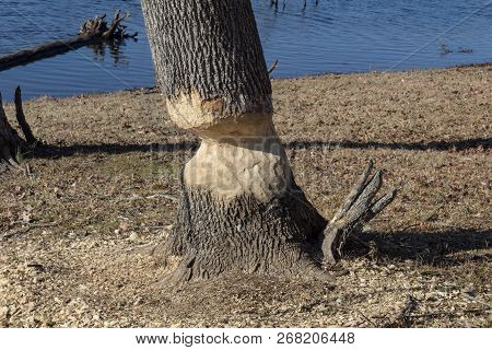 Tree Heavily Damaged By Beaver Gnawing, Winter, Horizontal Aspect