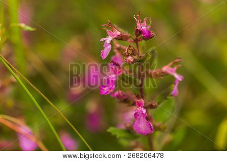 Viscaria Vulgaris, Silene Viscaria, Sticky Catchfly, Clammy Campion Pink Small Flowers On The Backgr