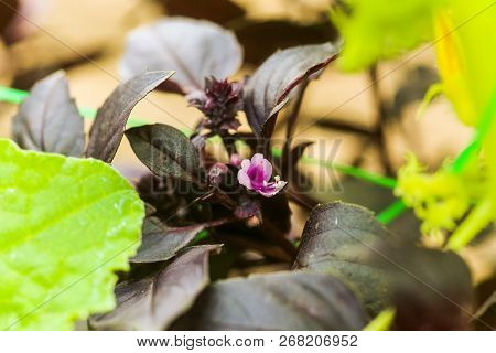 Flower Basil, Great Basil, Saint-joseph's-wort Purple Bush In The Garden. Drip Irrigation.